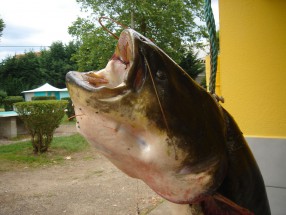 poisson-peche¦ü-dans-la-saone